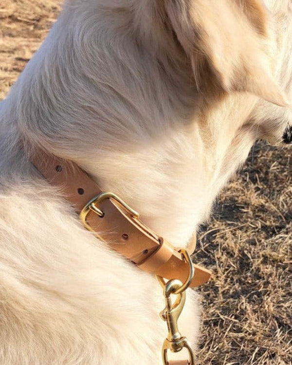 PAW20 hundehalsbånd i naturfarget skinn med messingspenne på lys hund utendørs, bånd hektet i D-ringen