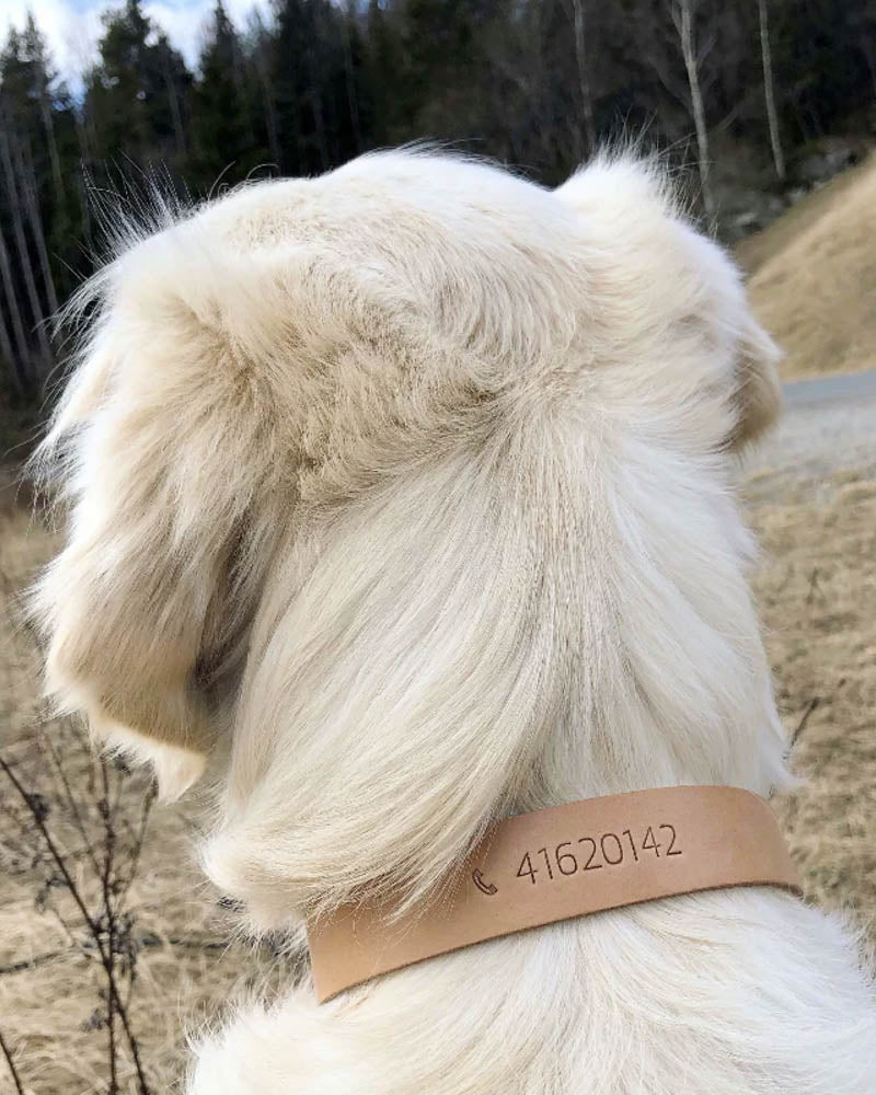 PAW20 hundehalsbånd i naturfarget skinn preget med telefonnummer "41620142" båret av lys langhåret hund i skogen
